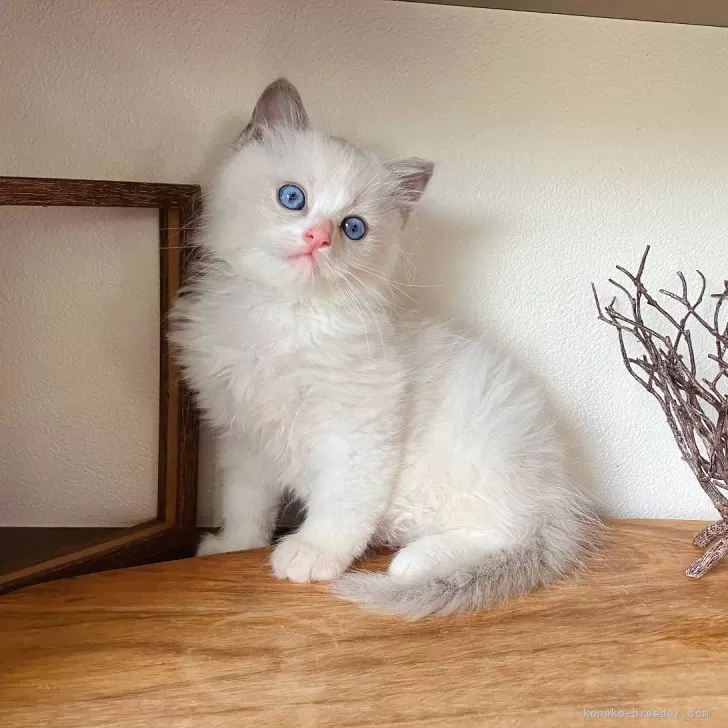 ID:2406-03154の子猫