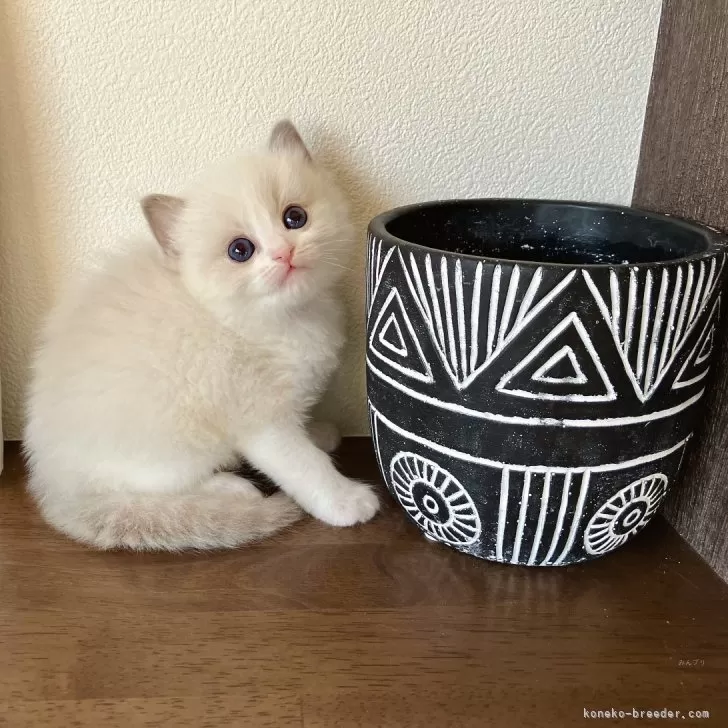 ID:2403-02463の子猫