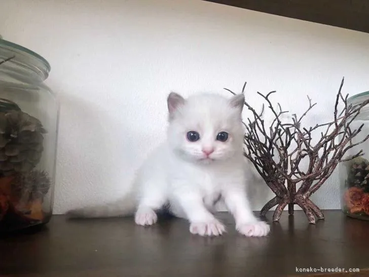 ID:2204-01269の子猫