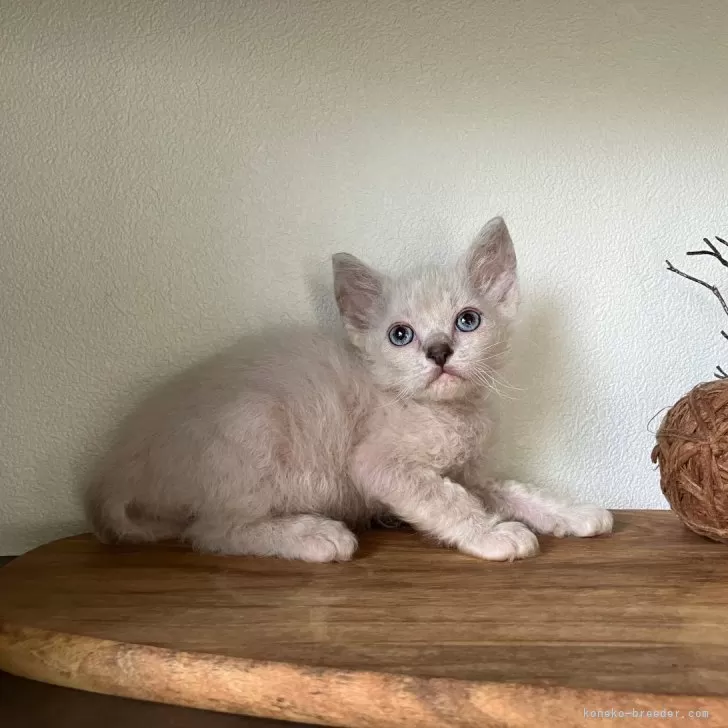 ID:2408-00725の子猫