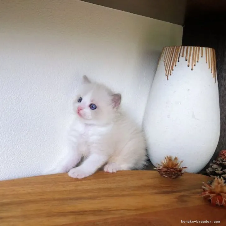 ID：2305-02611の子猫