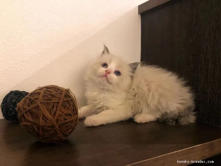 ID：2012-00564の子猫