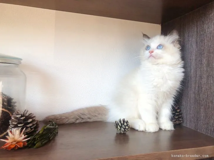 ID:2112-01747の子猫