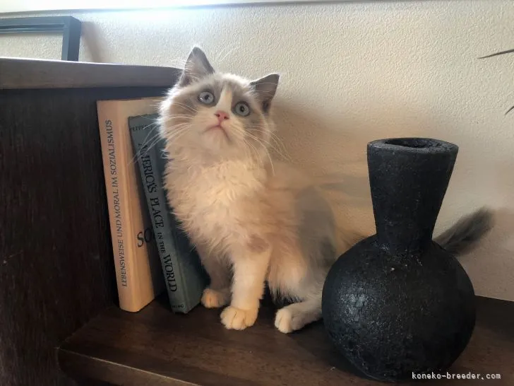 ID:2111-00333の子猫