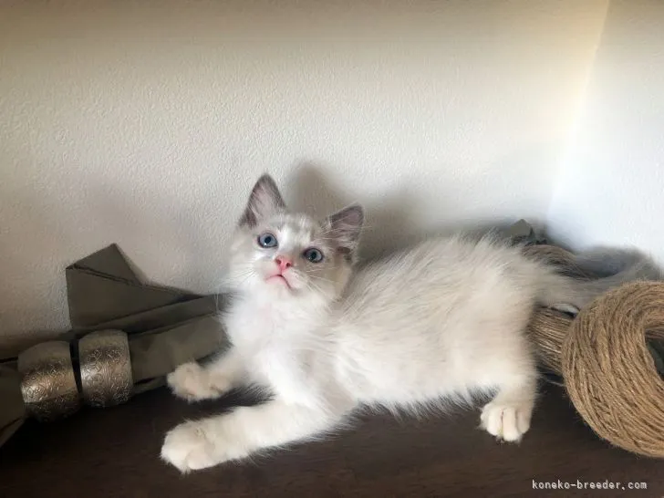 ID:2107-02325の子猫