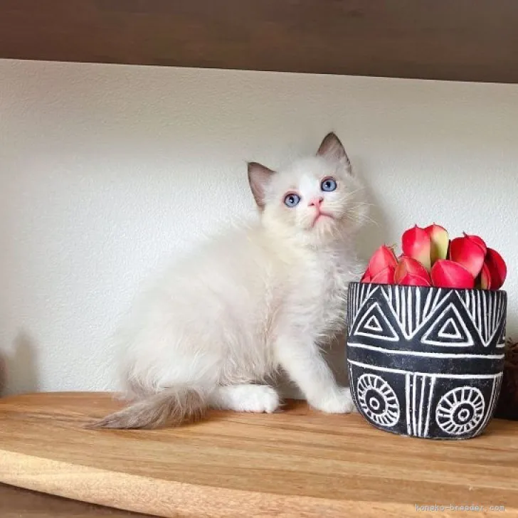ID:2307-02811の子猫