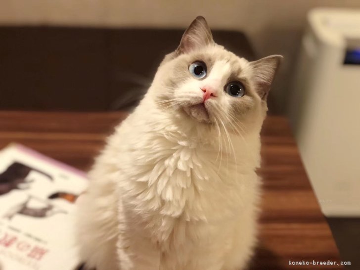 ラグドール【・女の子・2022年5月12日・ブルーポイントバイカラー】