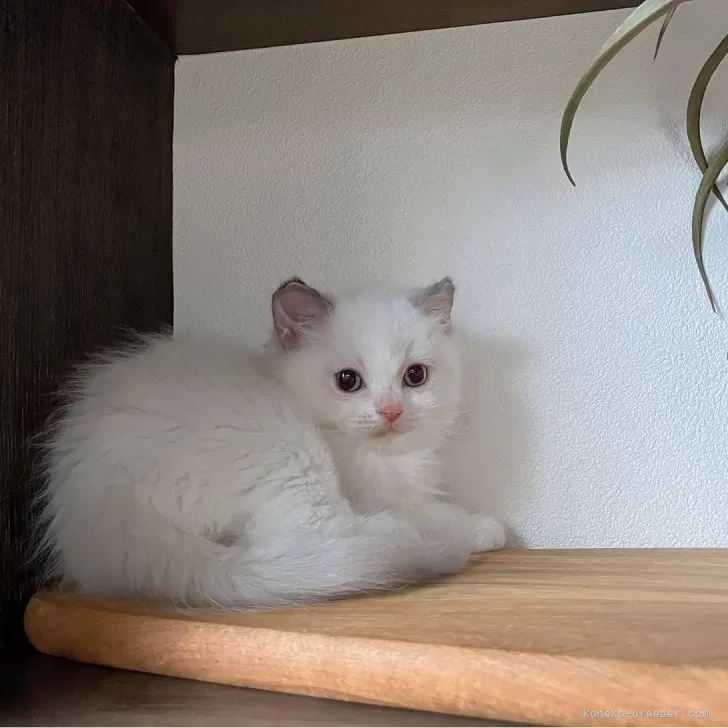 ID:2411-00894の子猫