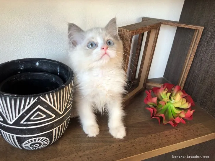 ID:2112-02001の子猫