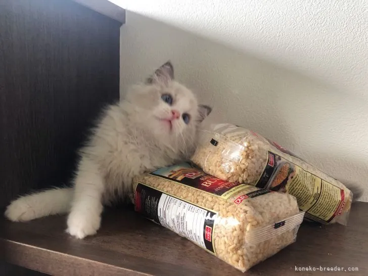 ID：2106-02553の子猫