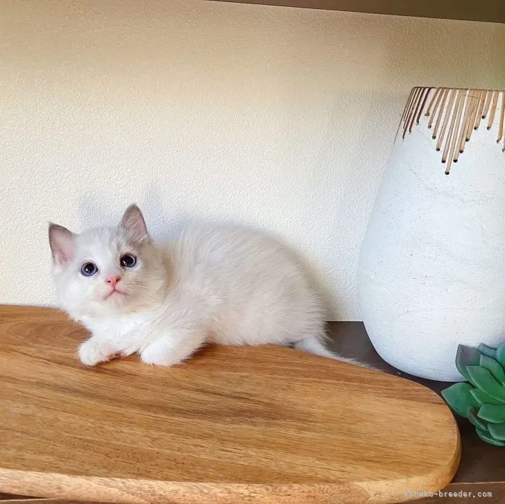 ID：2308-00218の子猫