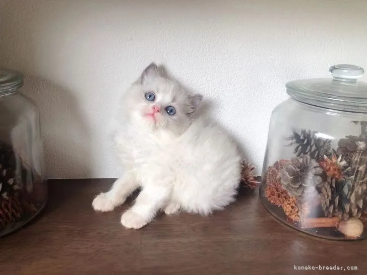 ID：2206-00358の子猫