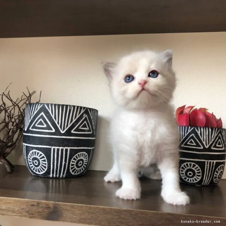 ID:2303-02957の子猫