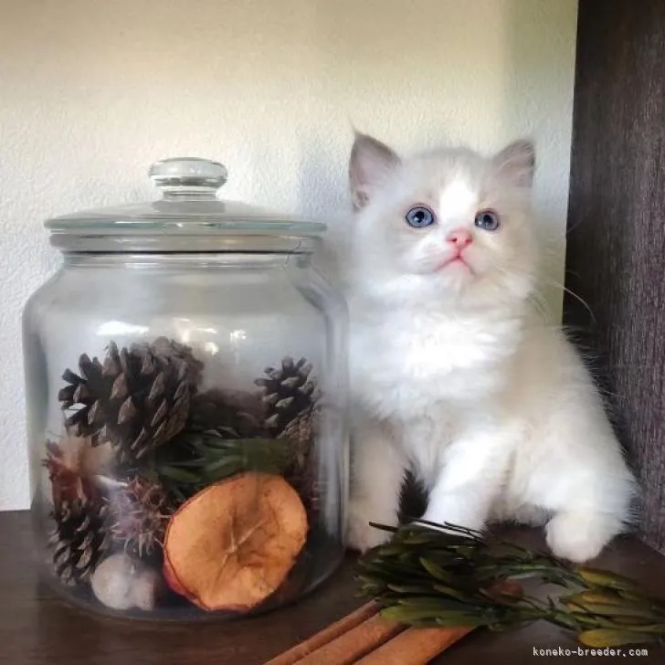 ID:2207-03061の子猫