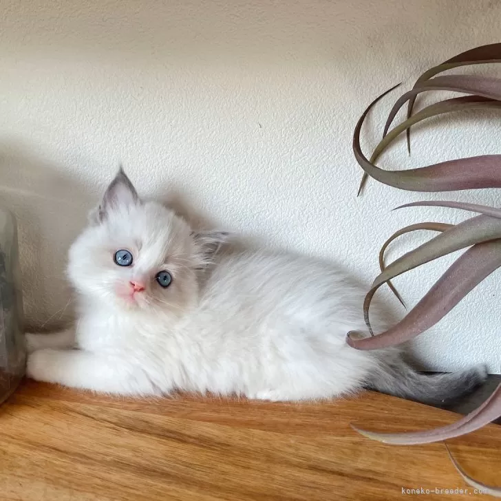ID:2312-02119の子猫