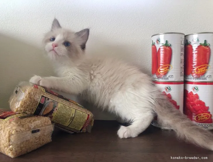 ID：2106-02555の子猫