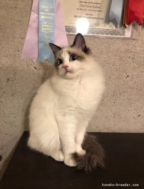 ラグドール【・女の子・2022年11月11日・シールポイントバイカラー】