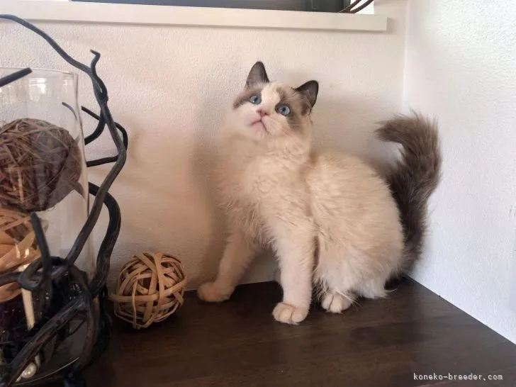 ID：2111-00982の子猫