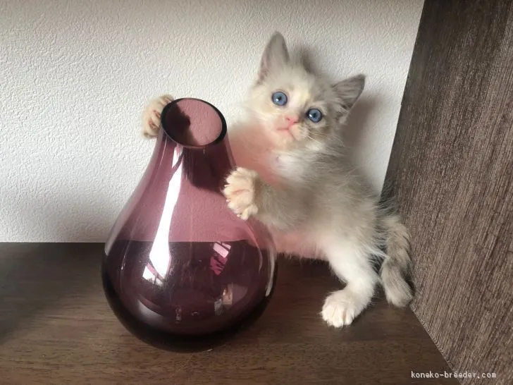 ID:2012-00821の子猫