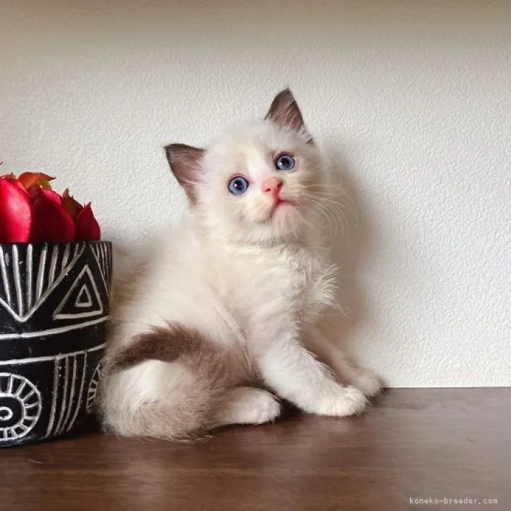 ID:2307-02334の子猫