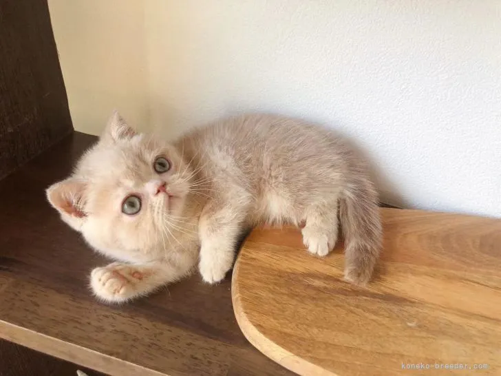 ID：2206-00536の子猫