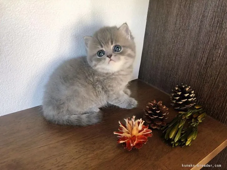 ID:2204-02389の子猫