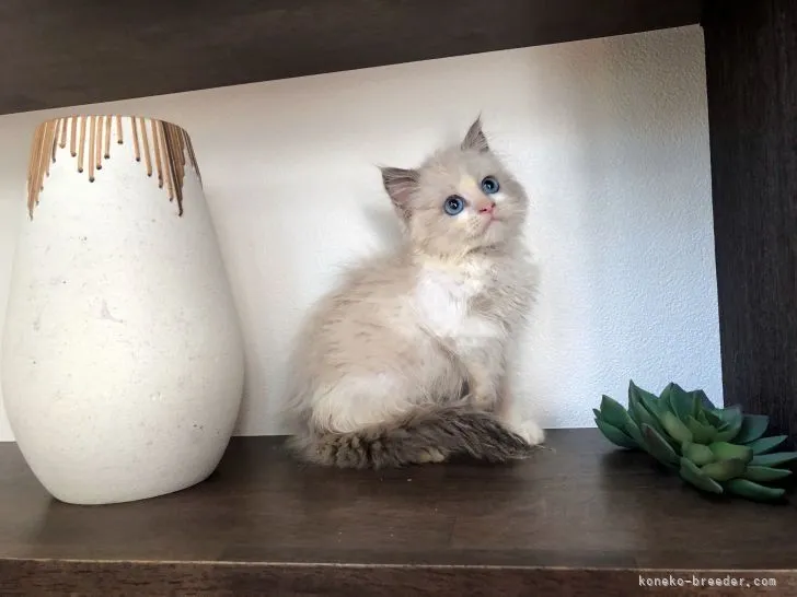 ID:2111-02122の子猫