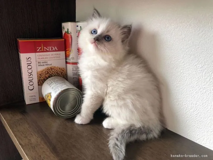 ID：2205-01610の子猫