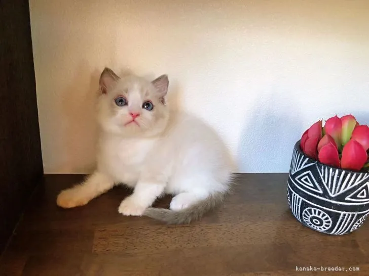 ID:2205-00046の子猫