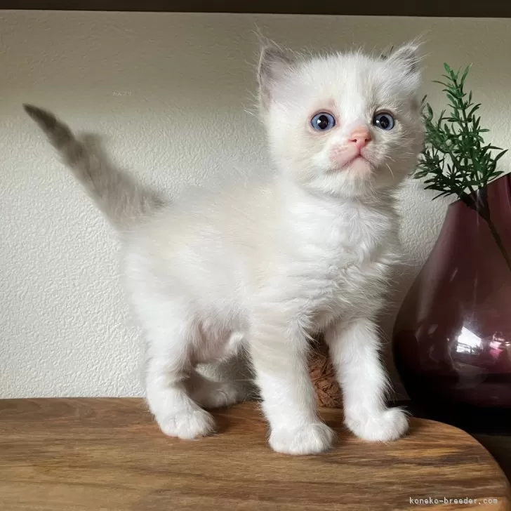 ID:2408-01752の子猫