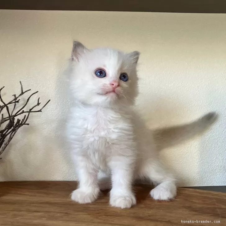ID：2408-01300の子猫