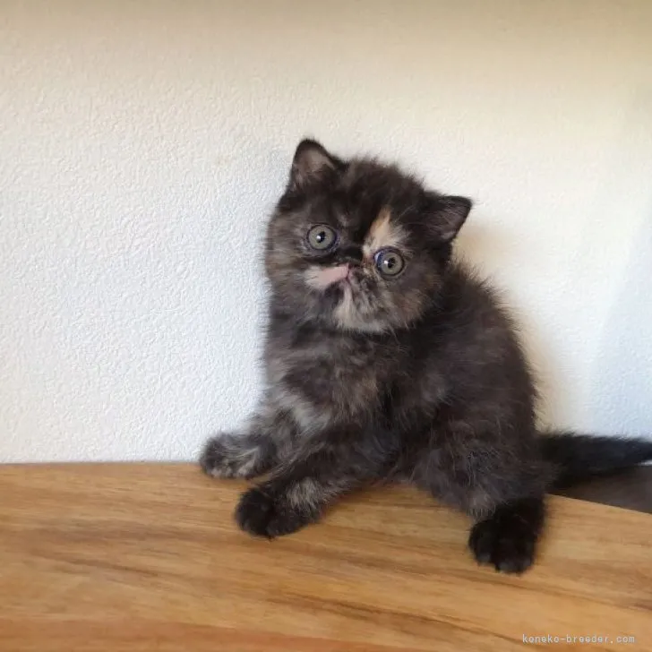 ID:2305-02662の子猫