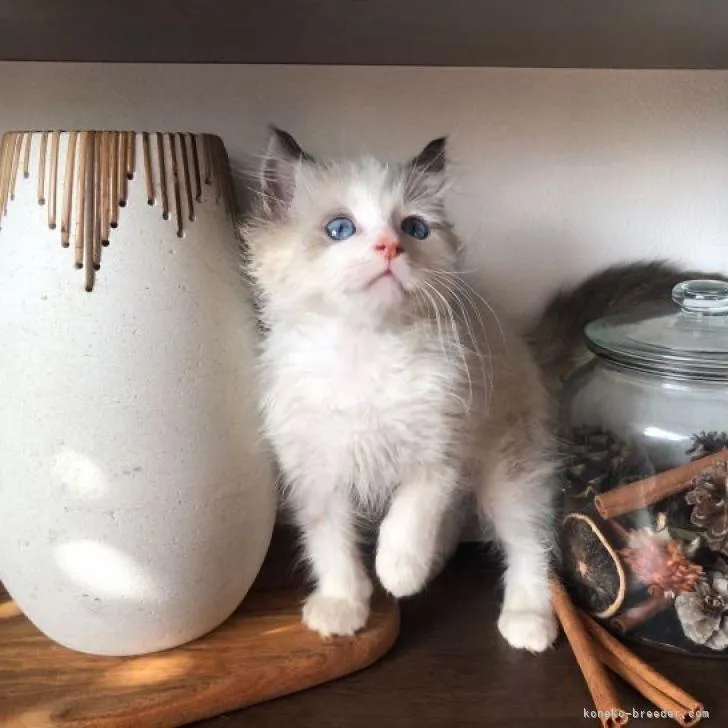 ID：2301-01882の子猫