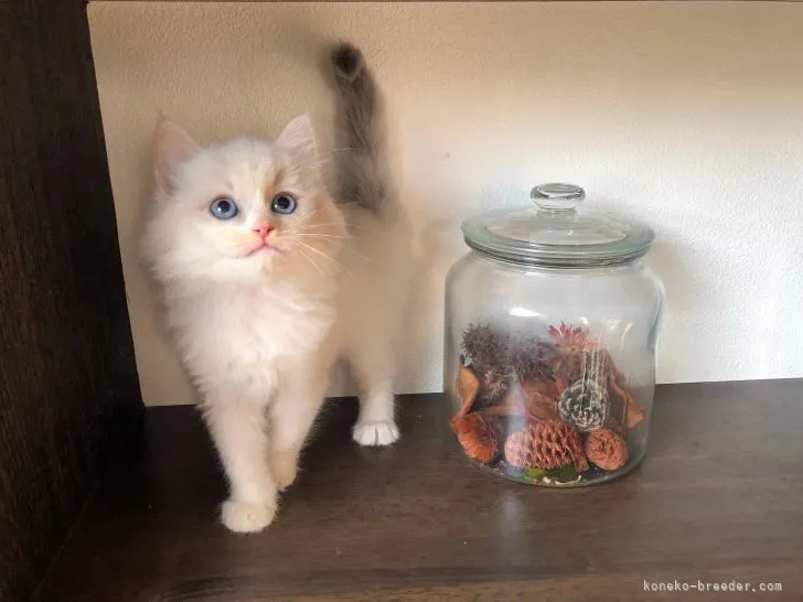 ID:2112-00008の子猫