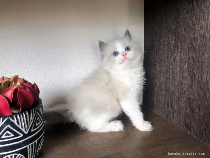 ID：2205-02629の子猫