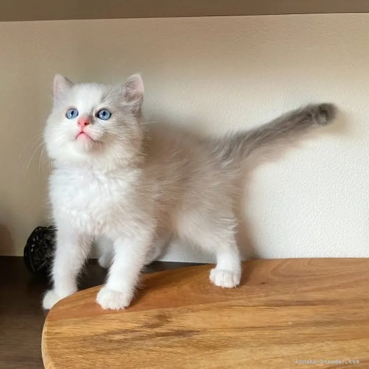 ID:2310-00312の子猫