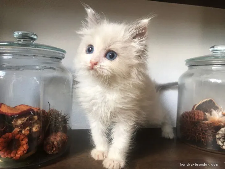 ID：2012-01817の子猫