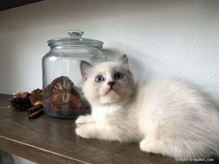 ID:2109-00858の子猫