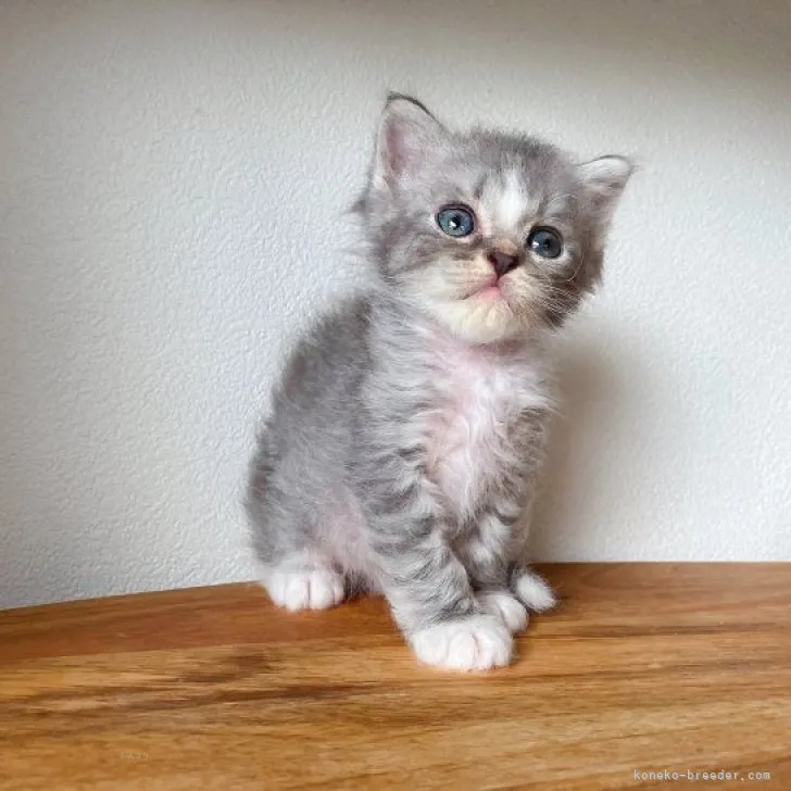 ID:2311-00602の子猫