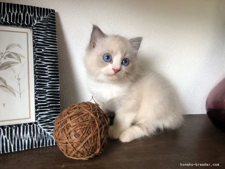 ID：2109-00769の子猫