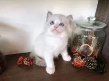 ラグドール【埼玉県・女の子・2022年3月12日・ブルーポイントバイカラー】の写真1