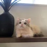 エキゾチック、ラパーマのミックス【埼玉県・男の子・2022年5月10日・ブルーアンドホワイト】の写真1