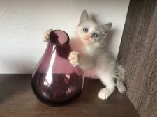 ラグドール【埼玉県・女の子・2020年10月20日・ブルーポイントバイカラー】の写真1