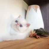 エキゾチックショートヘア【埼玉県・男の子・2023年4月1日・クリームポイント】の写真1