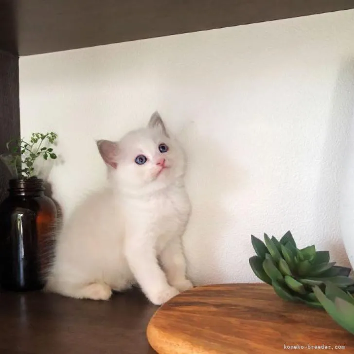 ID：2210-02709の子猫