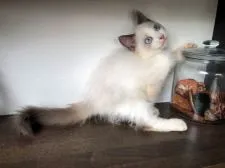 ラグドール【埼玉県・男の子・2021年4月6日・シールポイントバイカラー】の写真2