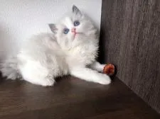 ラグドール【埼玉県・女の子・2022年4月1日・ブルーポイントバイカラー】の写真3