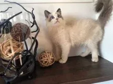 ラグドール【埼玉県・女の子・2021年8月5日・シールポイントバイカラー】の写真3