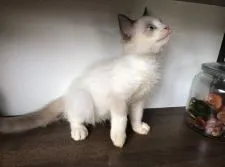 ラグドール【埼玉県・男の子・2021年4月6日・シールポイントバイカラー】の写真4