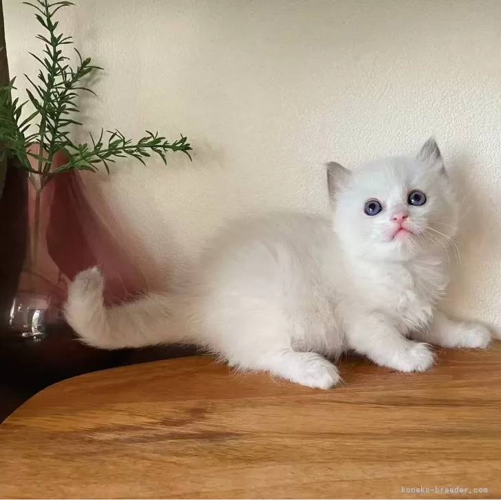 ID:2504-01954の子猫
